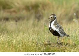 Attēlu rezultāti vaicājumam “Pluvialis apricaria adult”