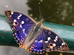 Attēlu rezultāti vaicājumam “Apatura iris”