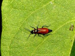 Attēlu rezultāti vaicājumam “Anthocomus rufus”