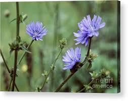 Attēlu rezultāti vaicājumam “Cichorium intybus flower”