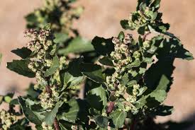 Attēlu rezultāti vaicājumam “Chenopodium acerifolium”