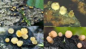 Attēlu rezultāti vaicājumam “Bactridium flavum”