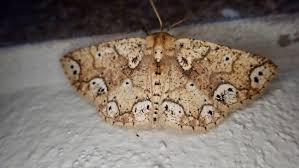 Attēlu rezultāti vaicājumam “Eulithis populata”