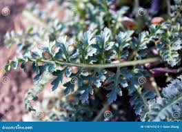 Attēlu rezultāti vaicājumam “Pedicularis palustris leaf”