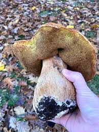 Attēlu rezultāti vaicājumam “Boletus edulis”