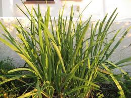 Image result for Schnittknoblauch