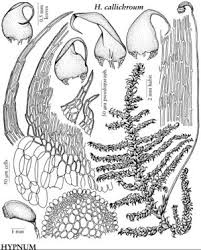 Attēlu rezultāti vaicājumam “Breidleria pratensis”