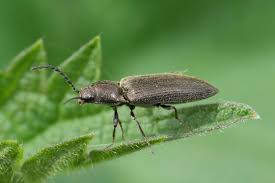 Attēlu rezultāti vaicājumam “Cidnopus aeruginosus”