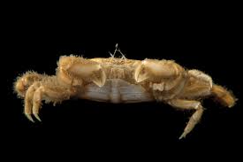 Attēlu rezultāti vaicājumam “Cribraria costata macro”