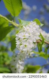 Attēlu rezultāti vaicājumam “Prunus padus var. roseiflora flower”