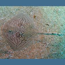 Image result for Raja radula