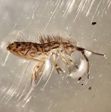 Attēlu rezultāti vaicājumam “Orchesella sp.”