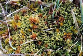 Attēlu rezultāti vaicājumam “Paludella squarrosa”