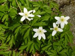 Image result for Buschwindröschen