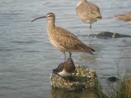Image result for Numenius hudsonicus