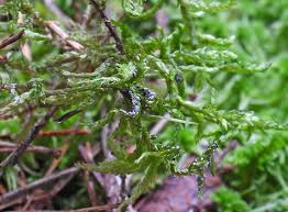 Attēlu rezultāti vaicājumam “Diderma cinereum”