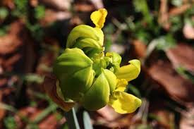 Attēlu rezultāti vaicājumam “Narcissus bud”