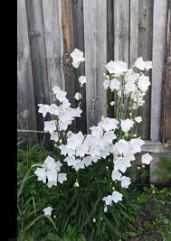 Attēlu rezultāti vaicājumam “Campanula persicifolia bud”