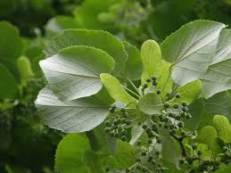Attēlu rezultāti vaicājumam “Tilia tomentosa leaf”