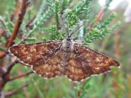 Attēlu rezultāti vaicājumam “Ematurga atomaria male”