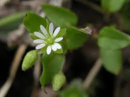 Attēlu rezultāti vaicājumam “Stellaria media flower”
