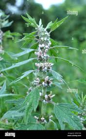 Attēlu rezultāti vaicājumam “Leonurus quinquelobatus”