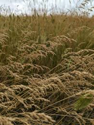 Attēlu rezultāti vaicājumam “Poa pratensis fruit”