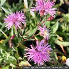 Image result for Lychnis flos-cuculi