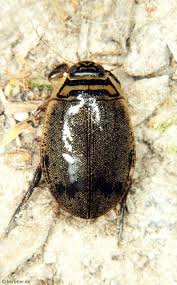 Attēlu rezultāti vaicājumam “Acilius sulcatus”