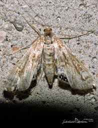 Attēlu rezultāti vaicājumam “Cataclysta lemnata”