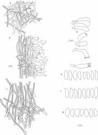 Attēlu rezultāti vaicājumam “Antrodia”