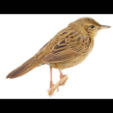 Image result for Locustella naevia