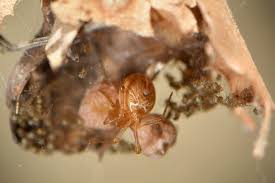 Attēlu rezultāti vaicājumam “Theridiidae”