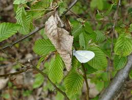 Attēlu rezultāti vaicājumam “Leptidea sinapis underside”