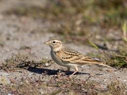 Image result for Calandrella brachydactyla