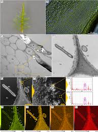 Attēlu rezultāti vaicājumam “Warnstorfia fluitans”