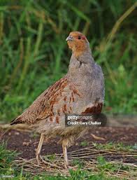 Attēlu rezultāti vaicājumam “Perdix perdix”
