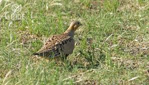 Image result for Syrrhaptes paradoxus