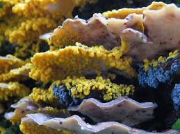 Attēlu rezultāti vaicājumam “Badhamia lilacina macro”