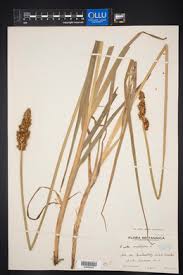 Attēlu rezultāti vaicājumam “Carex vulpina”