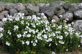 Image result for Malva moschata alba