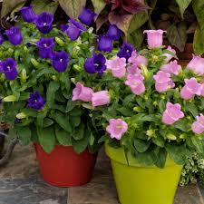 Image result for Campanula medium