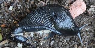 Attēlu rezultāti vaicājumam “Limax cinereoniger”