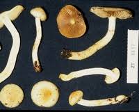 Attēlu rezultāti vaicājumam “Pholiota heteroclita”