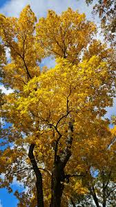 Attēlu rezultāti vaicājumam “Carya cordiformis”