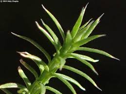 Attēlu rezultāti vaicājumam “Mnium lycopodioides”