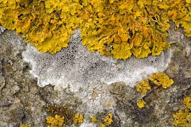 Attēlu rezultāti vaicājumam “Lecanora chlarotera”