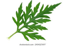 Attēlu rezultāti vaicājumam “Ambrosia artemisiifolia leaf”