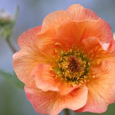 Attēlu rezultāti vaicājumam “Geum”