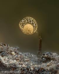 Attēlu rezultāti vaicājumam “Cribraria splendens macro”